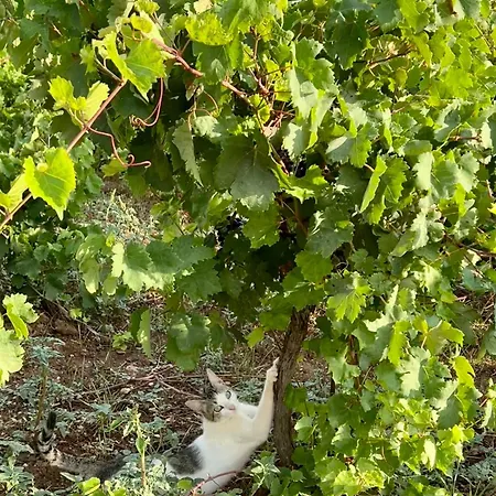 Gozzadini Vineyard! Villa Avlonarion Exterior photo