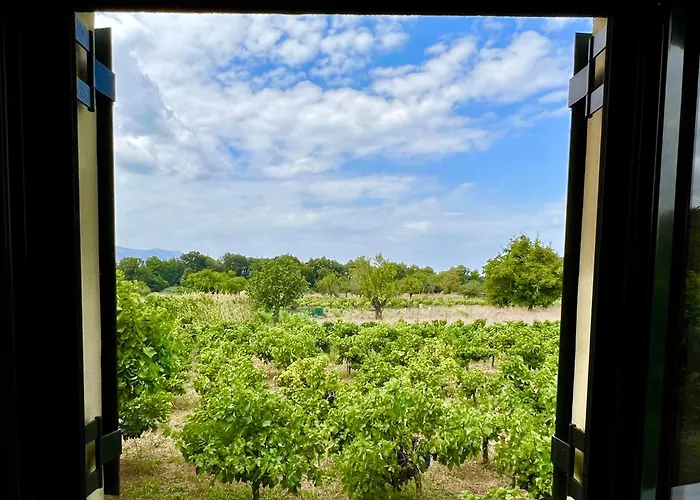 Gozzadini Vineyard!