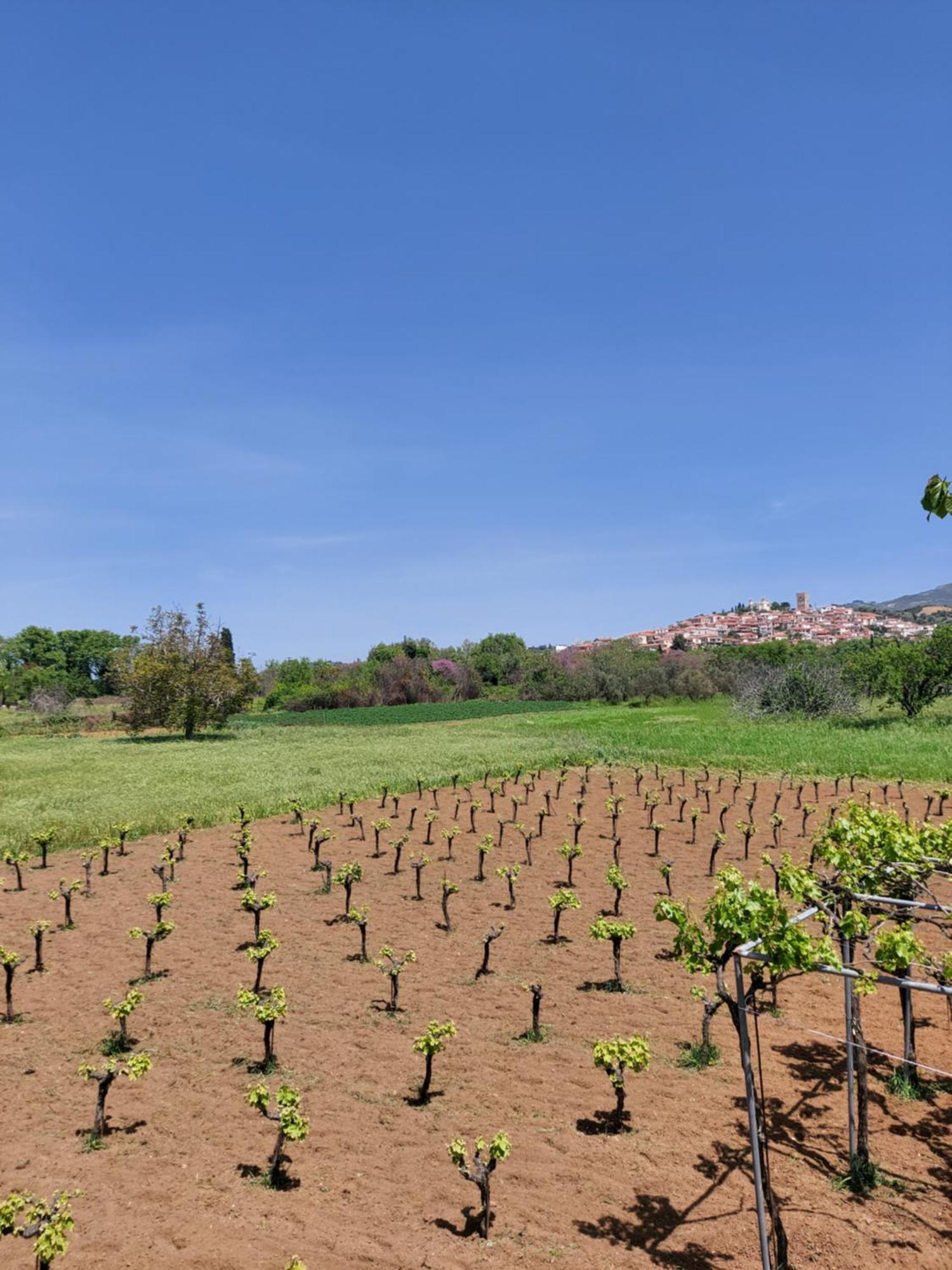 Casa vacanze Gozzadini Vineyard!