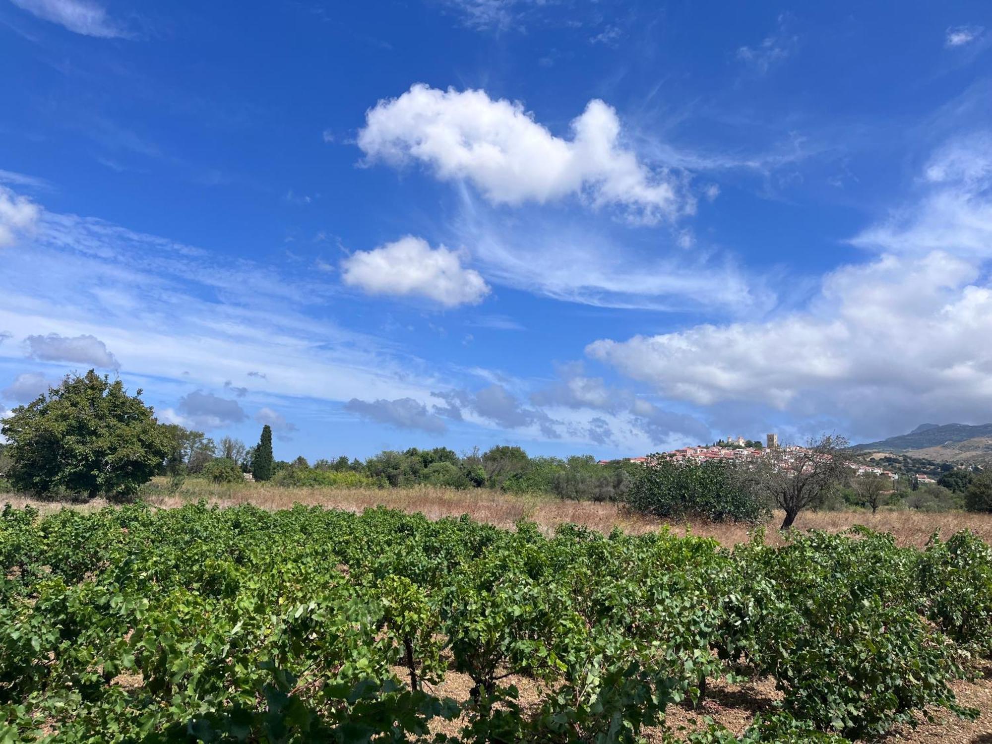Casa vacanze Gozzadini Vineyard!