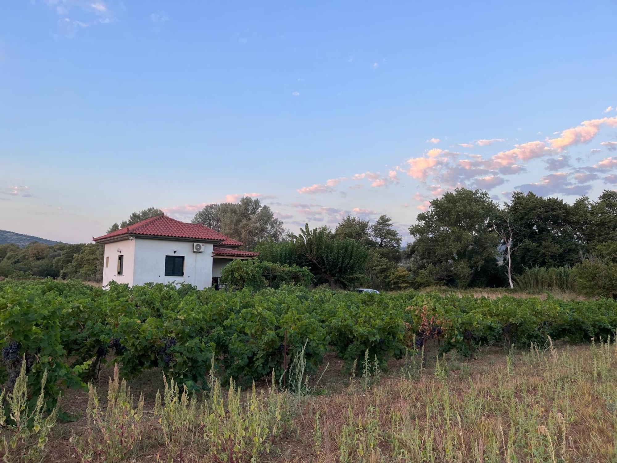 Gozzadini Vineyard! *