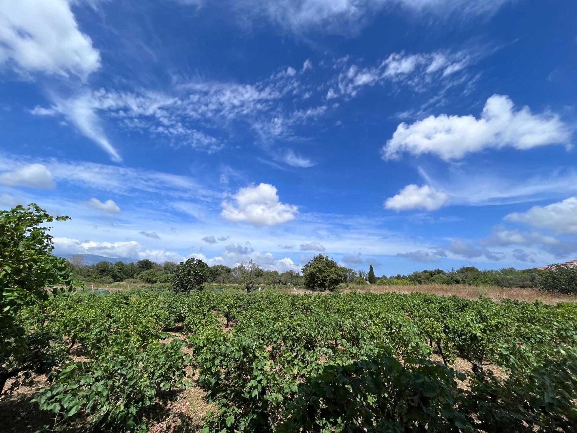 Gozzadini Vineyard! Casa vacanze