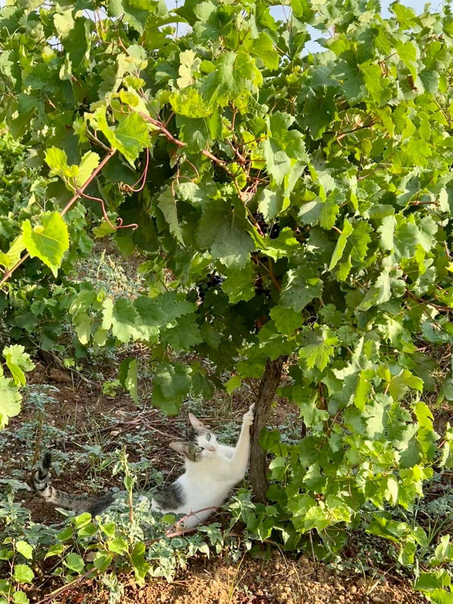 Gozzadini Vineyard! Holiday home Avlonarion