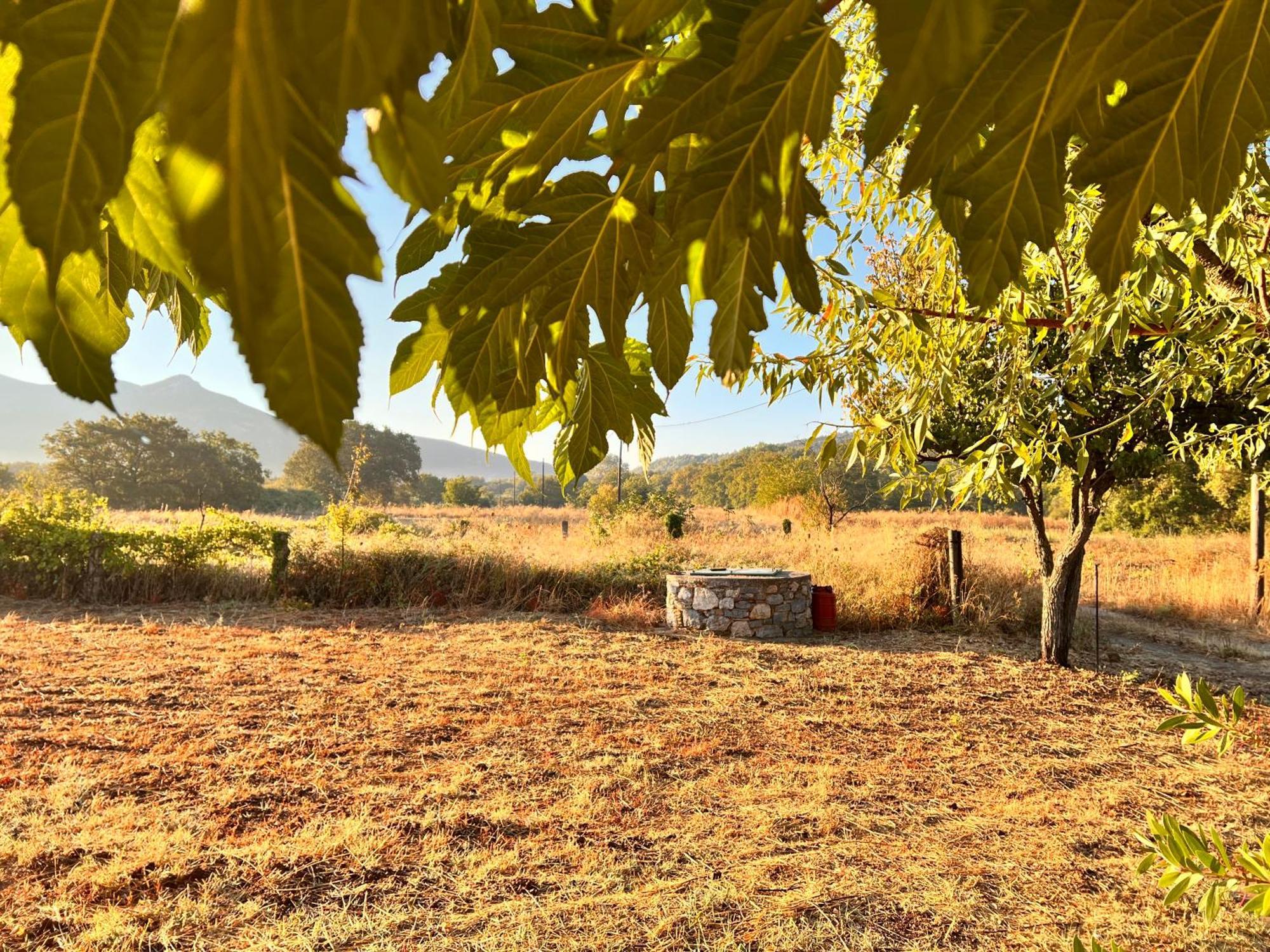 Gozzadini Vineyard! Avlonarion